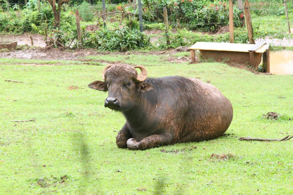 Hotel Fazenda Campo Dos Sonhos Socorro  Luaran gambar